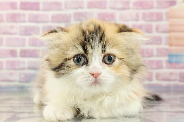 福島県のスコティッシュフォールド (Coo&RIKU福島店/2023年8月22日生まれ/女の子/ブラウンパッチドタビーホワイト)の子猫