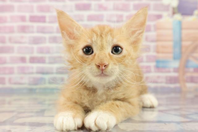 大阪府のラパーマ (Coo&RIKU心斎橋店/2023年8月18日生まれ/男の子/レッドタビーホワイト)の子猫