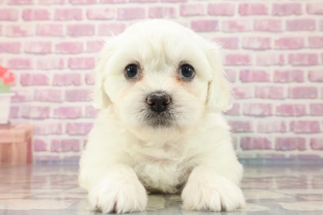 兵庫県のハーフ犬 (Coo&RIKU三木店/2023年8月21日生まれ/男の子/ホワイト(白))の子犬