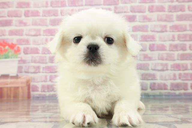 新潟県のペキニーズ (Coo&RIKU新潟西店/2023年8月16日生まれ/男の子/ホワイト(白))の子犬