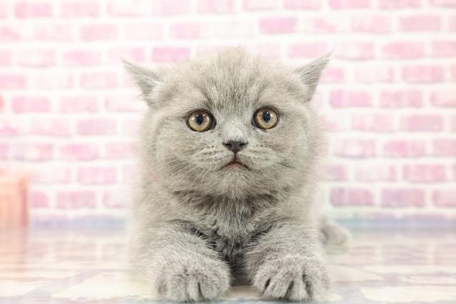 兵庫県のブリティッシュショートヘアー (Coo&RIKU三木店/2023年8月23日生まれ/女の子/ブルー)の子猫