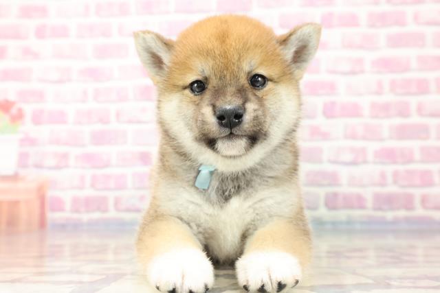 柴犬
