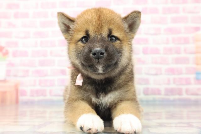柴犬