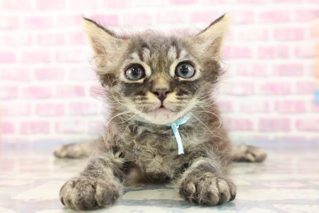 東京都のセルカークレックス (Coo&RIKU高円寺店/2023年8月23日生まれ/男の子/ブラウンタビー)の子猫