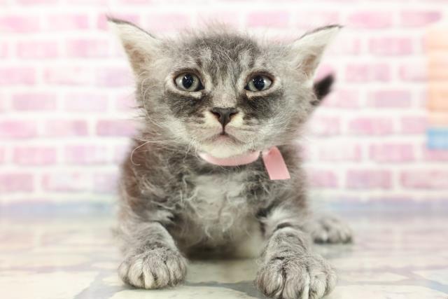 東京都のセルカークレックス (Coo&RIKU新小岩店/2023年8月23日生まれ/女の子/シルバータビー)の子猫