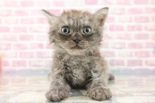 東京都のセルカークレックス (Coo&RIKU大久保店/2023年8月23日生まれ/女の子/シルバータビー)の子猫