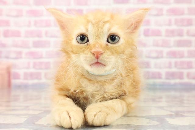 千葉県のセルカークレックス (Coo&RIKUフレスポ稲毛店/2023年8月23日生まれ/男の子/レッドタビー)の子猫