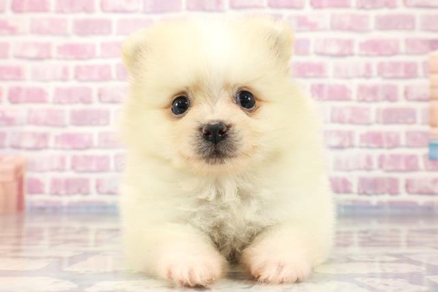 栃木県のポメラニアン (Coo&RIKU足利店/2023年8月22日生まれ/女の子/クリーム)の子犬