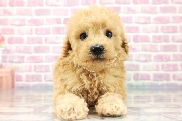 群馬県のトイプードル (Coo&RIKU高崎店/2023年8月24日生まれ/女の子/アプリコット)の子犬