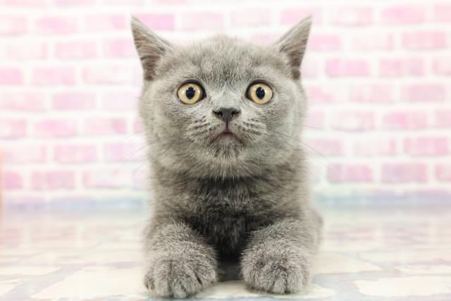 栃木県のブリティッシュショートヘアー (Coo&RIKU足利店/2023年8月21日生まれ/男の子/ブルー)の子猫