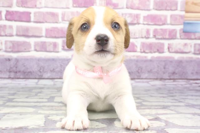 兵庫県のジャックラッセルテリア (Coo&RIKU三木店/2023年8月24日生まれ/女の子/タンホワイト)の子犬