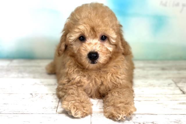 北海道のトイプードル (Coo&RIKU釧路店/2023年8月22日生まれ/男の子/アプリコット)の子犬