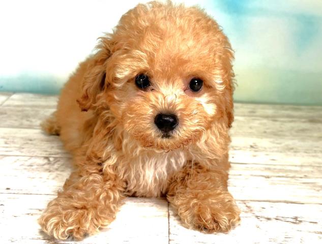 北海道のトイプードル (Coo&RIKU札幌西店/2023年8月22日生まれ/男の子/アプリコット)の子犬