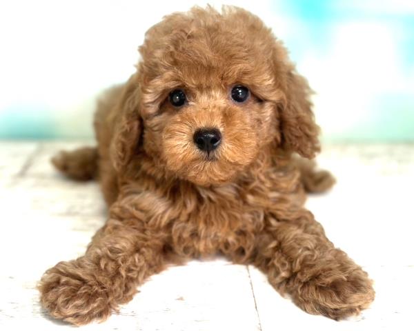 北海道のトイプードル (Coo&RIKU函館店/2023年8月22日生まれ/男の子/アプリコット)の子犬