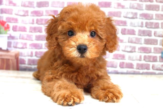 北海道のトイプードル (Coo&RIKU釧路店/2023年8月22日生まれ/女の子/レッド(赤))の子犬