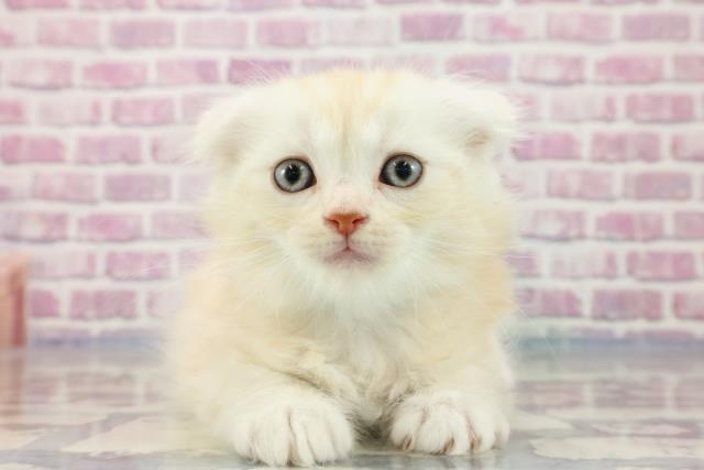 青森県のスコティッシュフォールド (Coo&RIKU八戸店/2023年8月27日生まれ/男の子/カメオタビー)の子猫
