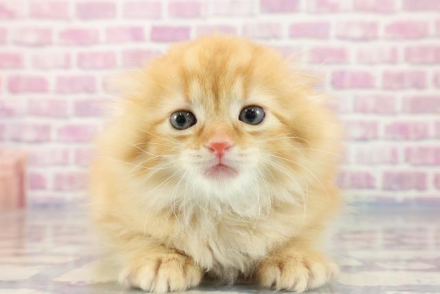 新潟県のスコティッシュフォールド (Coo&RIKU長岡店/2023年8月27日生まれ/男の子/レッドタビー)の子猫