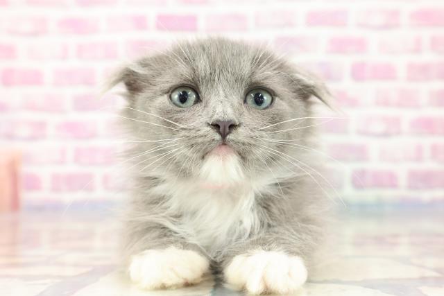 新潟県のスコティッシュフォールド (Coo&RIKU上越店/2023年8月27日生まれ/女の子/ブルーホワイト)の子猫