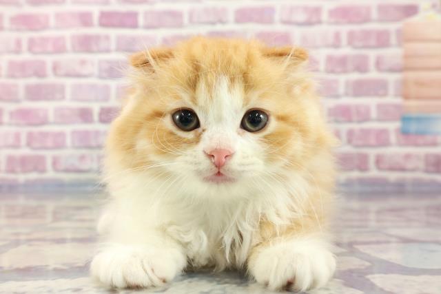 宮城県のスコティッシュフォールド (Coo&RIKU石巻店/2023年8月26日生まれ/男の子/レッドタビーホワイト)の子猫