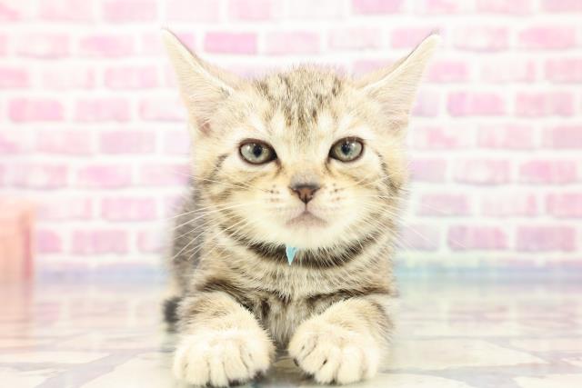 秋田県のアメリカンショートヘアー (Coo&RIKU秋田店/2023年8月27日生まれ/男の子/シルバータビー)の子猫