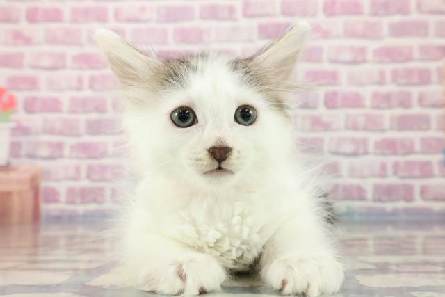 岐阜県のターキッシュバン (Coo&RIKU岐南店/2023年8月26日生まれ/女の子/ブラウンタビーホワイト)の子猫