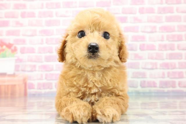 埼玉県のハーフ犬 (Coo&RIKU熊谷ニットーモール店/2023年8月27日生まれ/男の子/アプリコット)の子犬