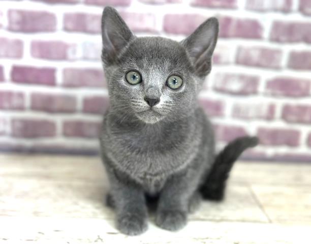 北海道のロシアンブルー (Coo&RIKU釧路店/2023年8月24日生まれ/女の子/ブルー)の子猫