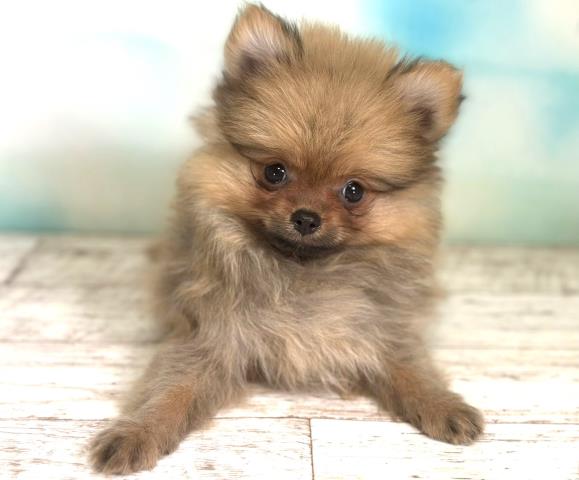 北海道のポメラニアン (Coo&RIKU旭川店/2023年8月21日生まれ/男の子/クリームセーブル)の子犬