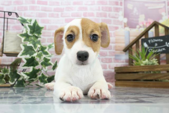 大分県のジャックラッセルテリア (Coo&RIKU大分店/2023年8月21日生まれ/男の子/ホワイトタン)の子犬