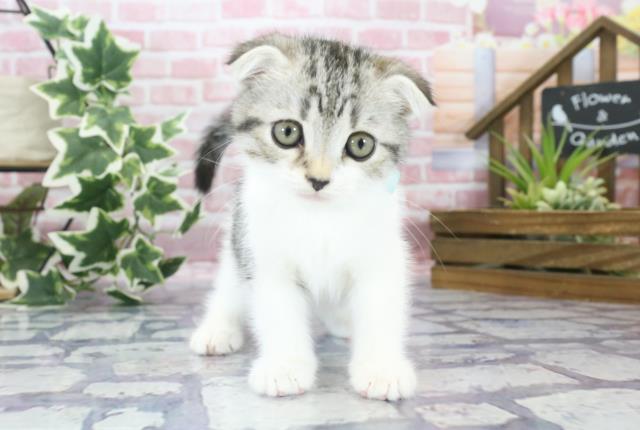 熊本県のキンカロー (Coo&RIKUカリーノ玉名店/2023年8月24日生まれ/男の子/ブルータビーホワイト)の子猫