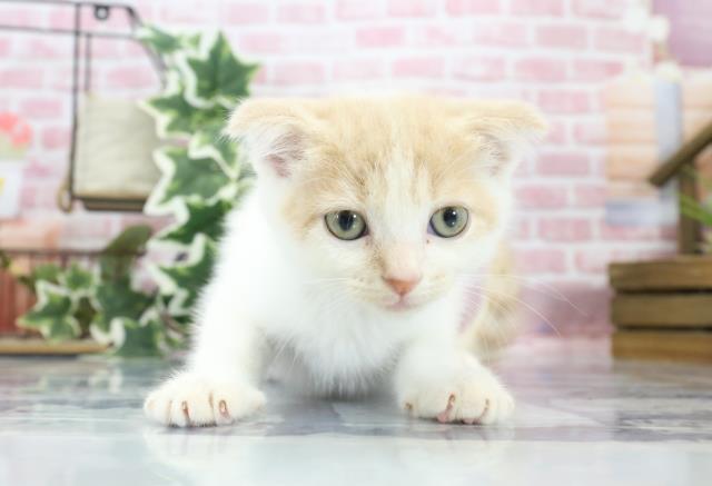 長崎県のスコティッシュフォールド (Coo&RIKU長崎浜町店/2023年8月23日生まれ/男の子/クリームタビーホワイト)の子猫