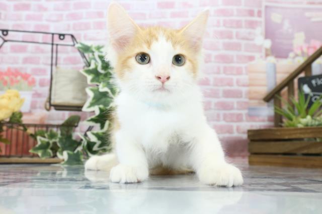 長崎県のノルウェージャンフォレストキャット (Coo&RIKU長崎佐世保店/2023年7月10日生まれ/男の子/レッドタビーホワイト)の子猫