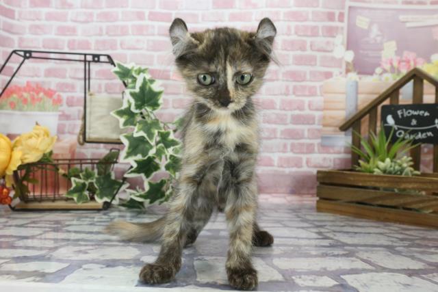 長崎県のキンカロー (Coo&RIKU長崎浜町店/2023年7月19日生まれ/女の子/トーティー)の子猫