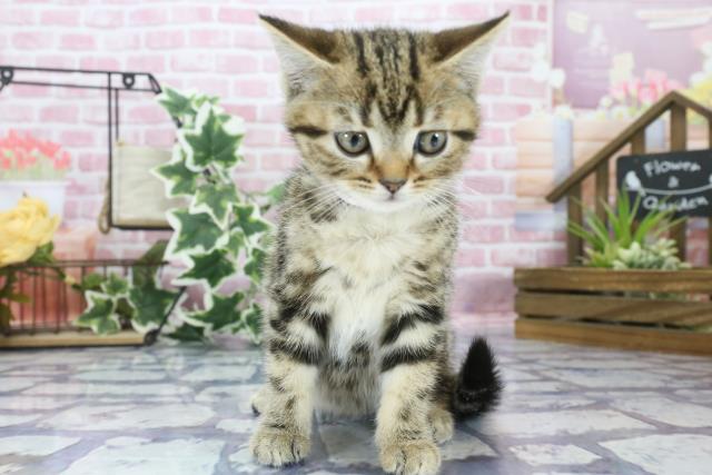 神奈川県のアメリカンショートヘアー (Coo&RIKU小田原店/2023年8月21日生まれ/女の子/ブラウンタビー)の子猫