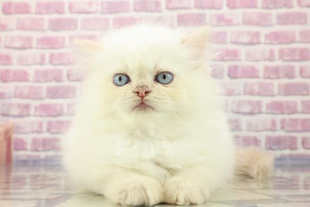 宮城県のヒマラヤン (Coo&RIKU仙台太白店/2023年8月24日生まれ/男の子/レッドポイント)の子猫
