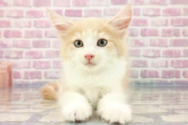 宮城県のメインクーン (Coo&RIKU仙台太白店/2023年8月26日生まれ/女の子/クリームタビーホワイト)の子猫