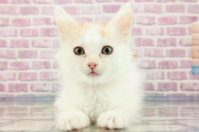 北海道のメインクーン (Coo&RIKU北見店/2023年8月21日生まれ/女の子/レッドタビーホワイト)の子猫