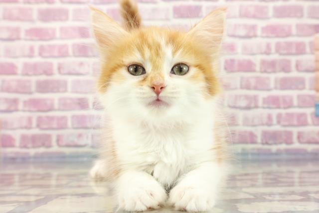 北海道のメインクーン (Coo&RIKU旭川店/2023年8月21日生まれ/女の子/レッドタビーホワイト)の子猫