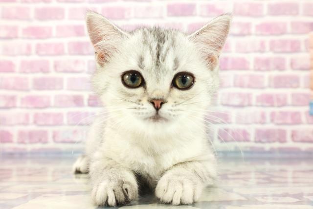 宮城県のミヌエット (Coo&RIKU仙台太白店/2023年7月19日生まれ/女の子/シルバータビーホワイト)の子猫