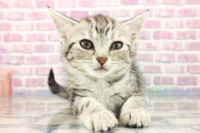 北海道のアメリカンショートヘアー (Coo&RIKU旭川店/2023年8月25日生まれ/女の子/シルバータビー)の子猫