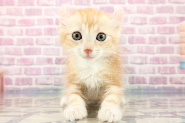 長野県のアメリカンカール (Coo&RIKU綿半諏訪店/2023年8月25日生まれ/男の子/レッドタビー)の子猫