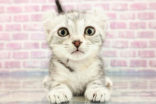 北海道のアメリカンカール (Coo&RIKU北見店/2023年8月25日生まれ/女の子/シルバーパッチドタビー)の子猫