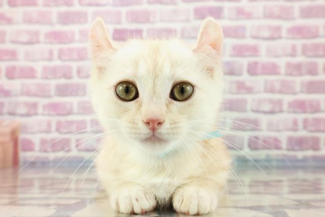 北海道のキンカロー (Coo&RIKU釧路店/2023年7月25日生まれ/男の子/クリームタビー)の子猫