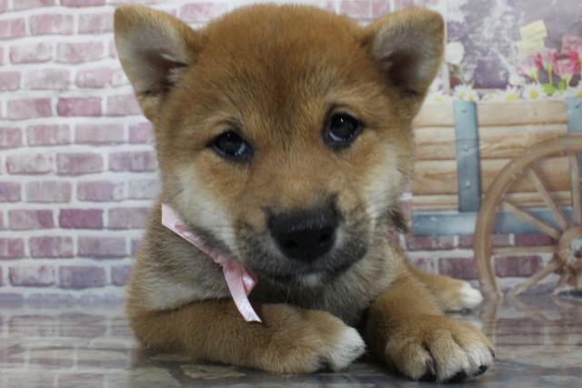 柴犬