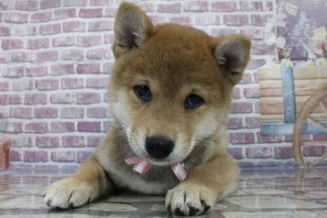 柴犬