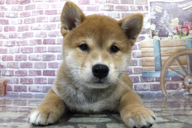 柴犬