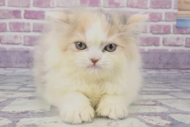 神奈川県のブリティッシュロングヘアー (Coo&RIKU日吉店/2023年8月26日生まれ/女の子/ダイリュートキャリコ)の子猫