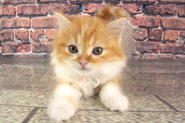 奈良県のスコティッシュフォールド (Coo&RIKU天理店/2023年8月26日生まれ/女の子/レッドタビーホワイト)の子猫