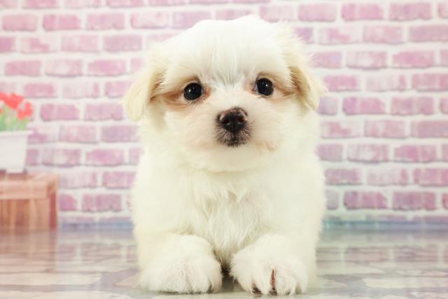 神奈川県のマルチーズ (Coo&RIKU相模原店/2023年8月26日生まれ/女の子/ホワイト(白))の子犬
