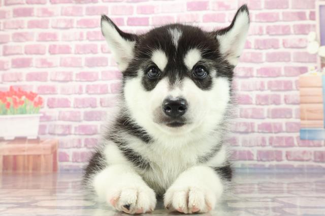 神奈川県のシベリアンハスキー (Coo&RIKU藤沢店/2023年8月28日生まれ/男の子/ブラックホワイト)の子犬